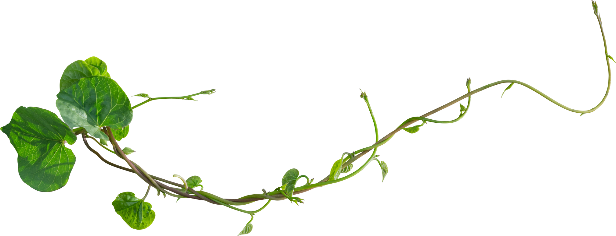Vine Plant with Green Leaves