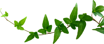 Ivy