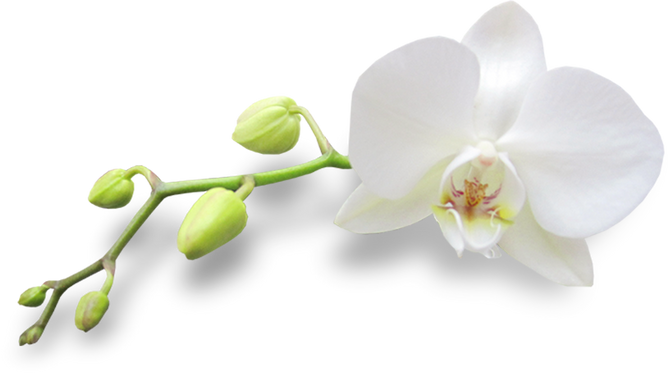 White Orchid Flower Cutout